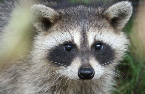 raccoon