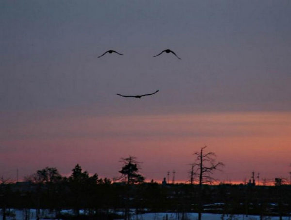 three-birds-make-smiling-face