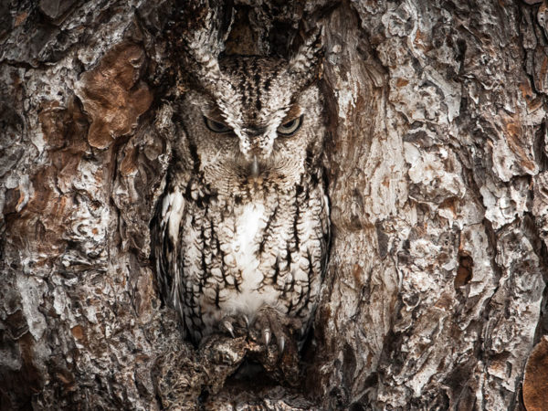 portrait-of-an-eastern-screech-owl