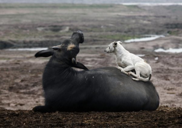 a-dog-rests-on-a-buffalo-near-a-river-in-pakistan