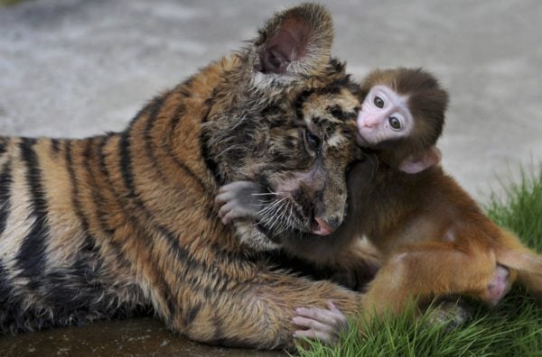 a-tiger-cub-and-a-baby-monkey-pal-around-at-a-zoo-in-china