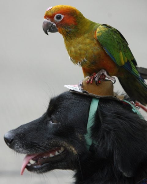 a-young-parrot-perches-itself-on-a-dog-dressed-in-a-hat