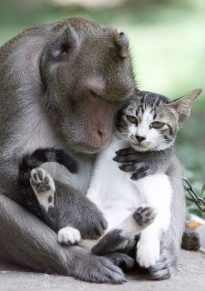 both-abandoned-in-thailand-the-monkey-even-checks-the-cat-for-lice