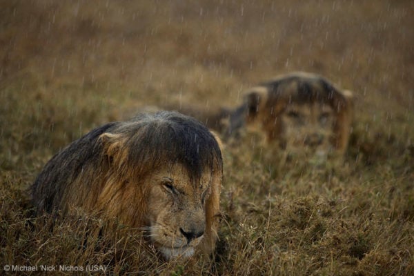 131106_WILD_PhotoContest_Lion