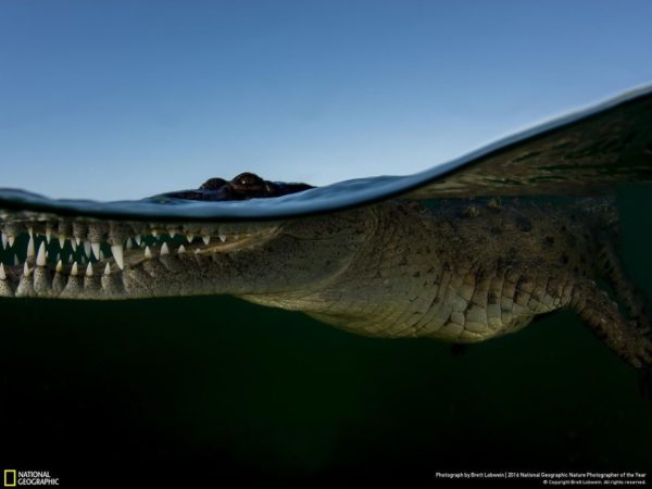 best photos national geographic contest 2016 11